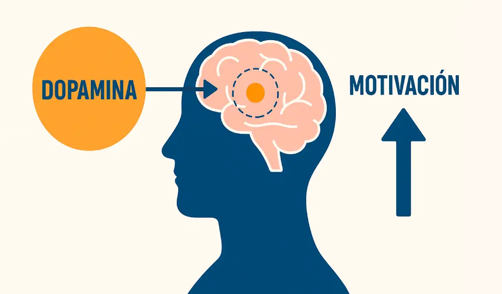 dopamina-motivacion-cerebro